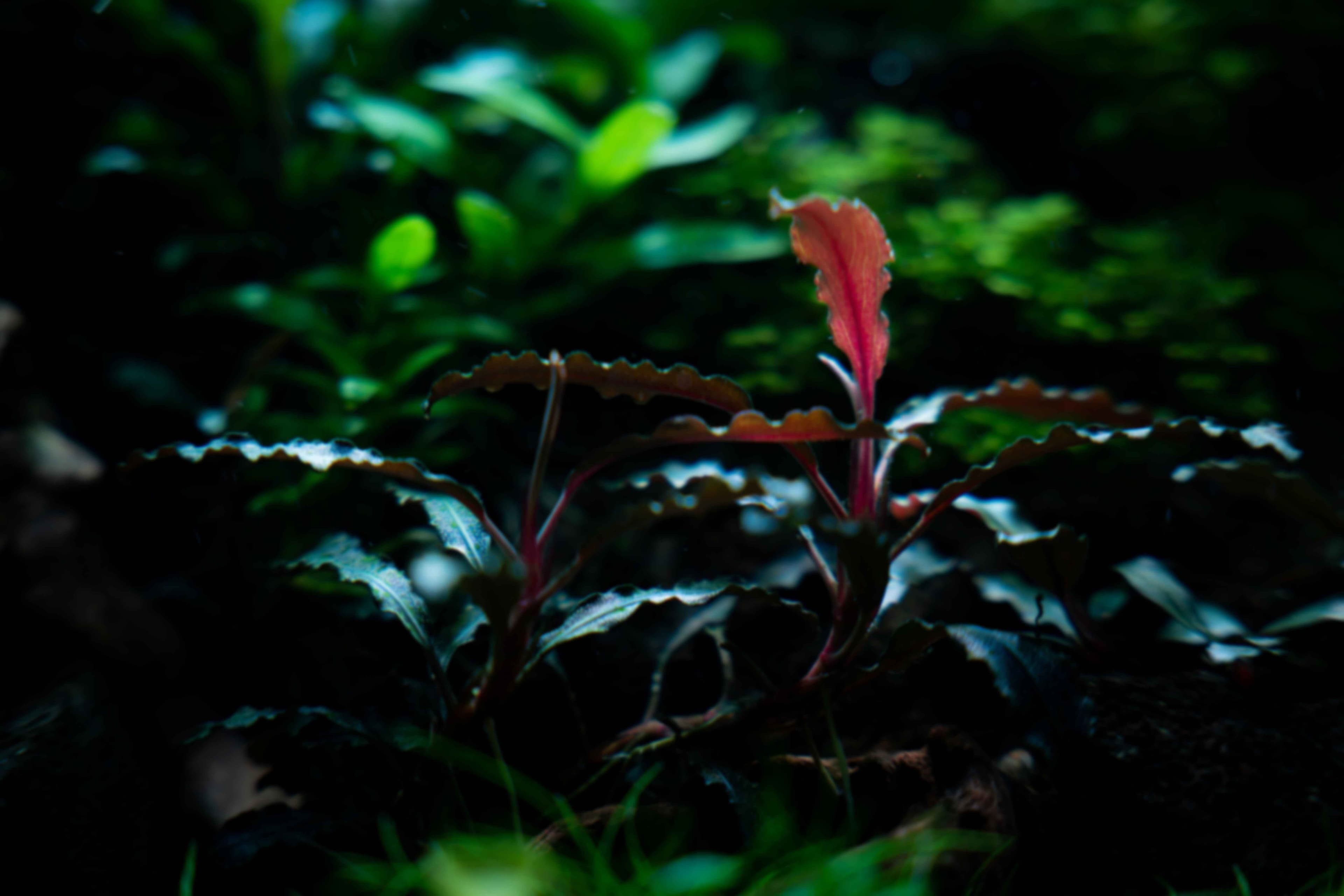 background-image-placeholder