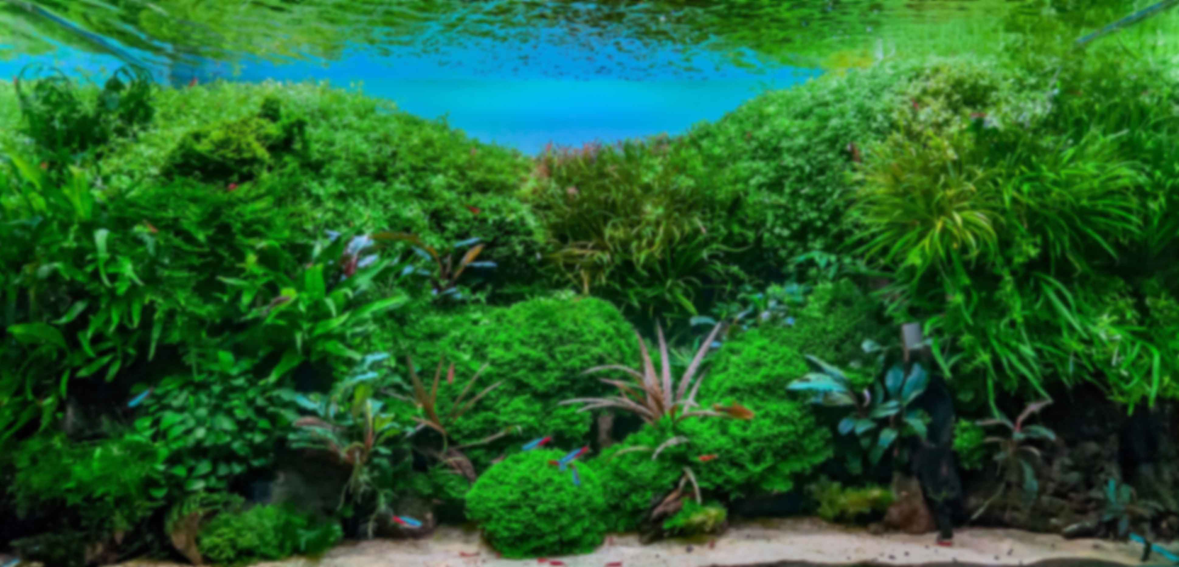 background-image-placeholder
